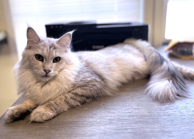 Maine Coon MD