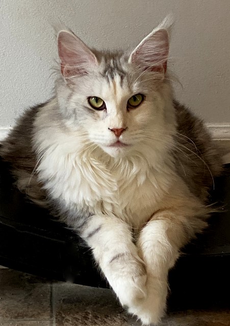 Maine Coon MD