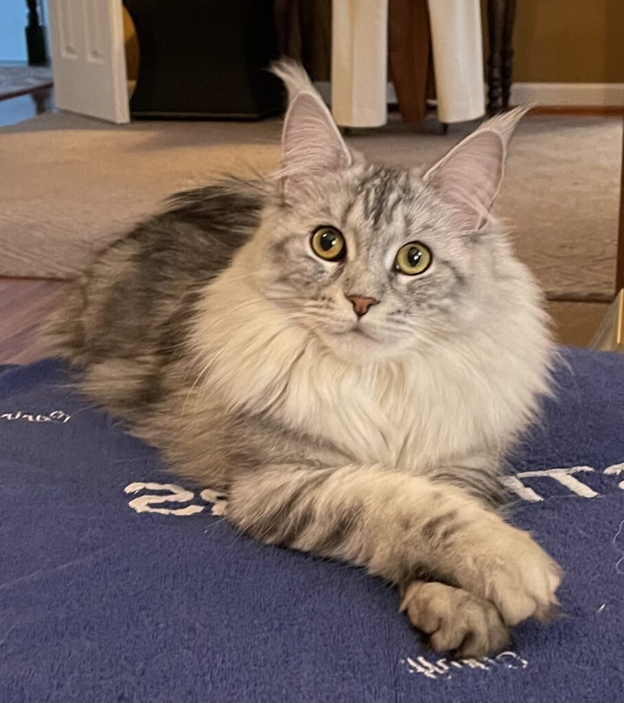 Maine Coon Cats & Kittens for sale Maryland - SheraCoons