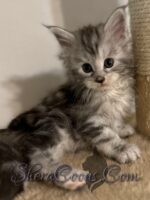 Available Maine Coon Kitten MD
