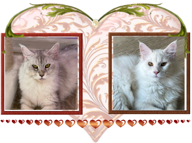 Available Maine Coon Kitten MD