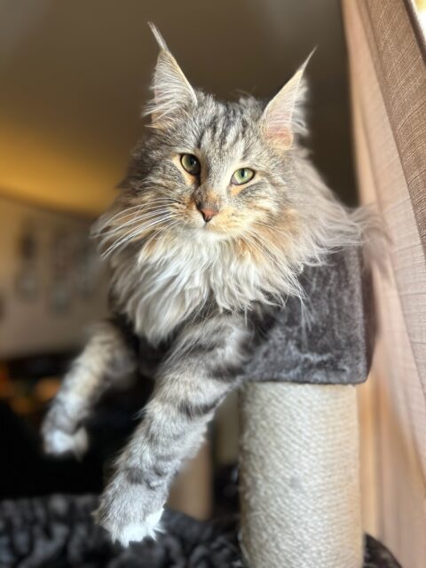 Available Maine Coon Kitten MD