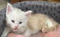 Available Maine Coon Kitten MD