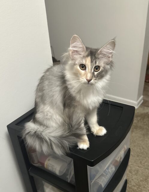 Available Maine Coon Kitten MD
