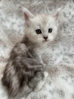 Available Maine Coon Kitten MD