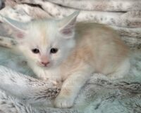 Available Maine Coon Kitten MD