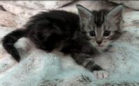 Available Maine Coon Kitten MD