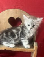 Available Maine Coon Kitten MD