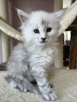 Available Maine Coon Kitten MD