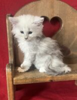 Available Maine Coon Kitten MD