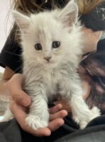 Available Maine Coon Kitten MD