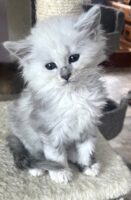 Available Maine Coon Kitten MD