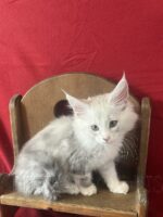 Available Maine Coon Kitten MD