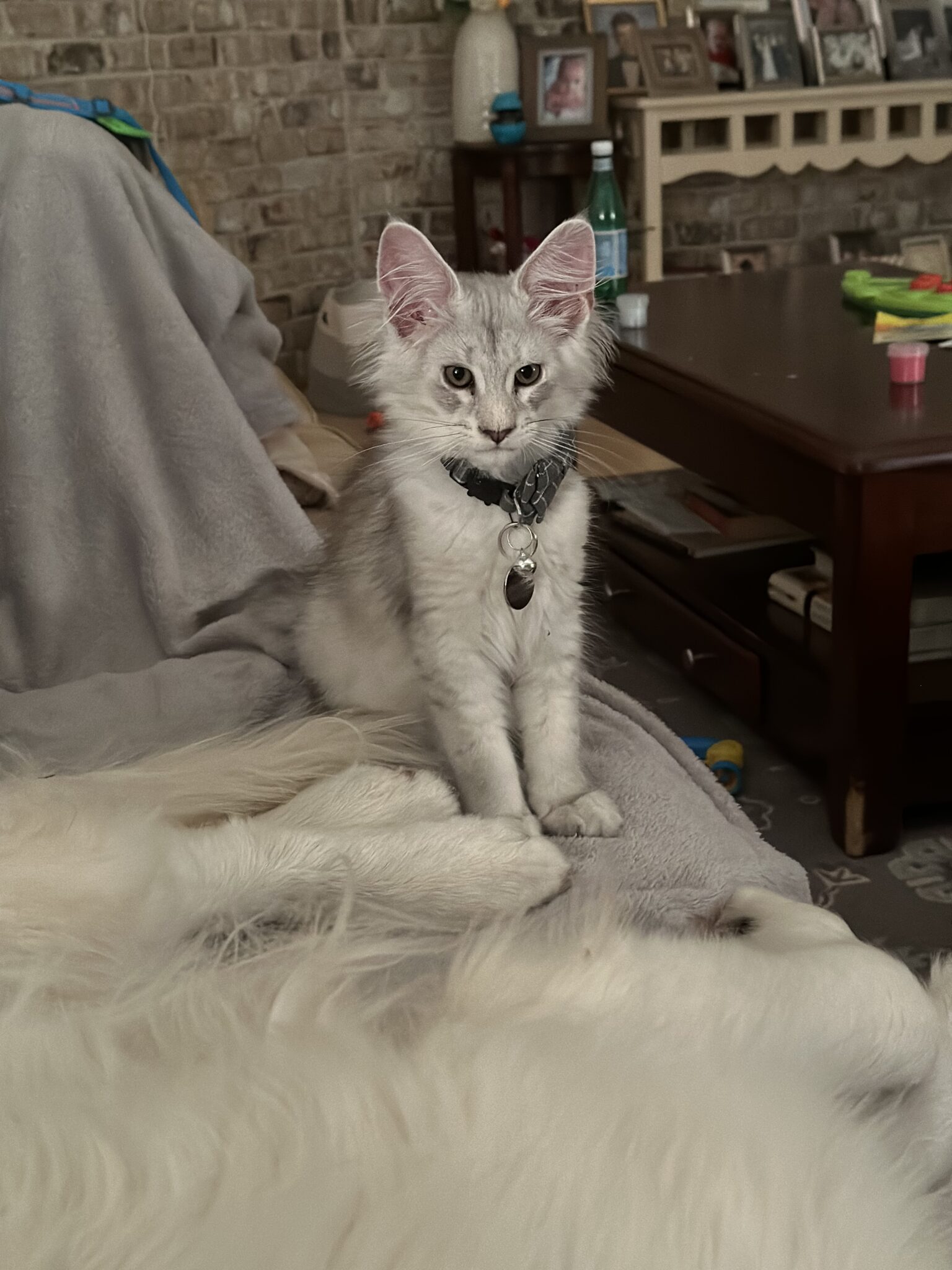 Maine Coon Cats & Kittens for sale Maryland SheraCoons