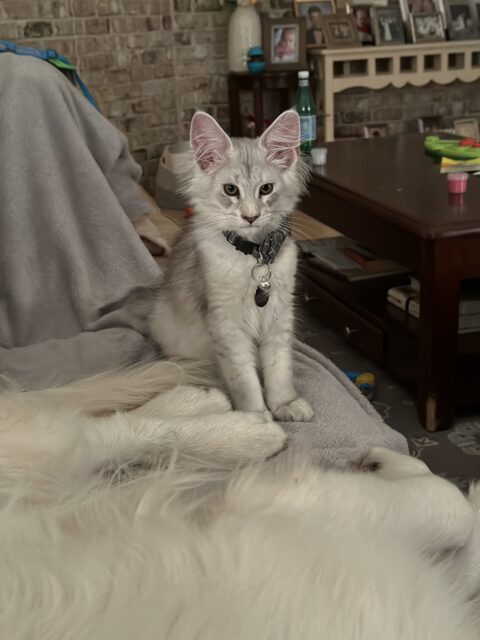 Available Maine Coon Kitten MD