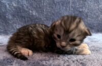 Available Maine Coon Kitten MD