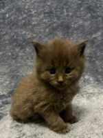 Available Maine Coon Kitten MD