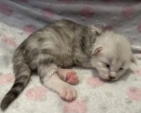 Available Maine Coon Kitten MD