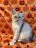 Available Maine Coon Kitten MD