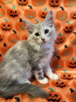 Available Maine Coon Kitten MD