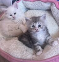 Available Maine Coon Kitten MD