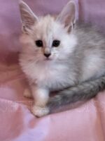 Available Maine Coon Kitten MD