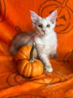 Available Maine Coon Kitten MD