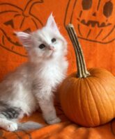 Available Maine Coon Kitten MD