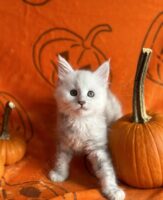 Available Maine Coon Kitten MD