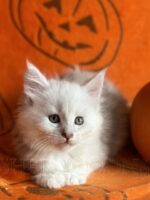 Available Maine Coon Kitten MD