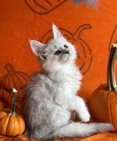 Available Maine Coon Kitten MD