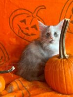 Available Maine Coon Kitten MD