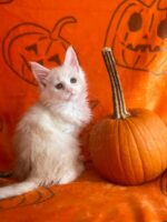 Available Maine Coon Kitten MD