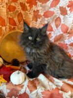 Available Maine Coon Kitten MD