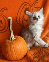 Available Maine Coon Kitten MD