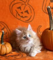 Available Maine Coon Kitten MD