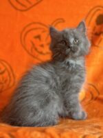 Available Maine Coon Kitten MD