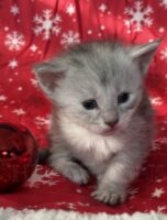 Available Maine Coon Kitten MD