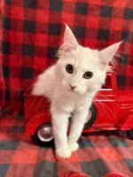 Available Maine Coon Kitten MD