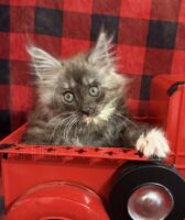 Available Maine Coon Kitten MD