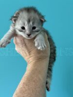 Available Maine Coon Kitten MD