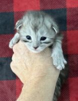 Available Maine Coon Kitten MD