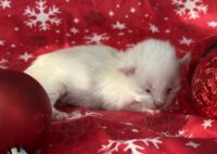 Available Maine Coon Kitten MD