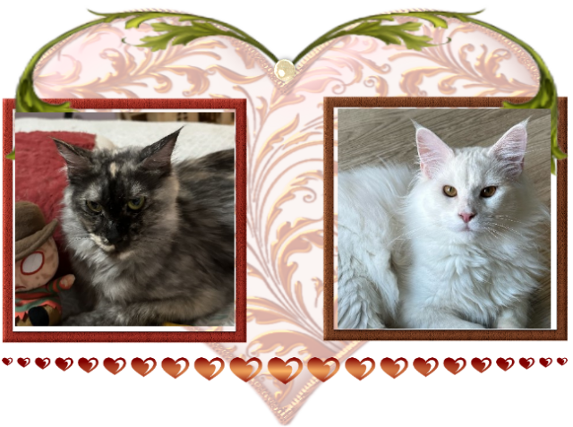 Available Maine Coon Kitten MD