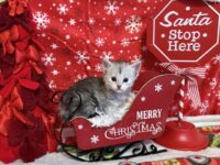 Available Maine Coon Kitten MD