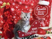 Available Maine Coon Kitten MD