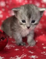 Available Maine Coon Kitten MD