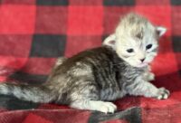 Available Maine Coon Kitten MD