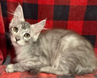 Available Maine Coon Kitten MD