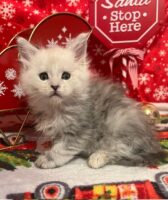 Available Maine Coon Kitten MD